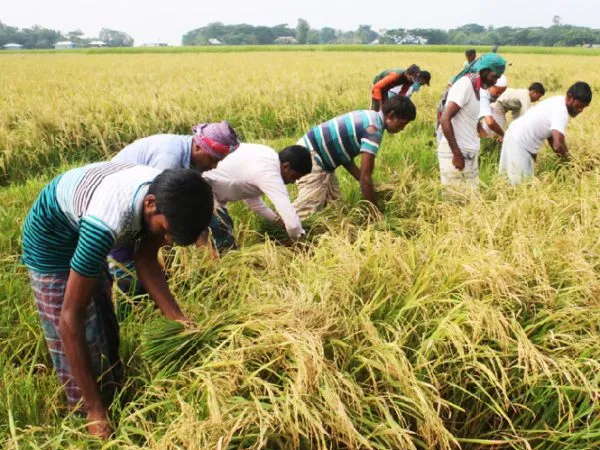 Promotion of Decent Work for Agricultural Workers in Bangladesh